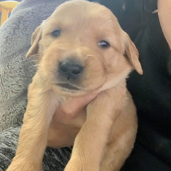 Meet your Posher, Ellie - Picture 1 of 1